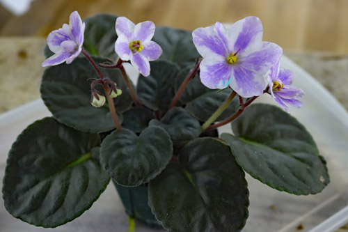普通種 キメラ | 植物あれこれ