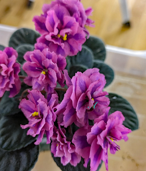 普通種 キメラ | 植物あれこれ