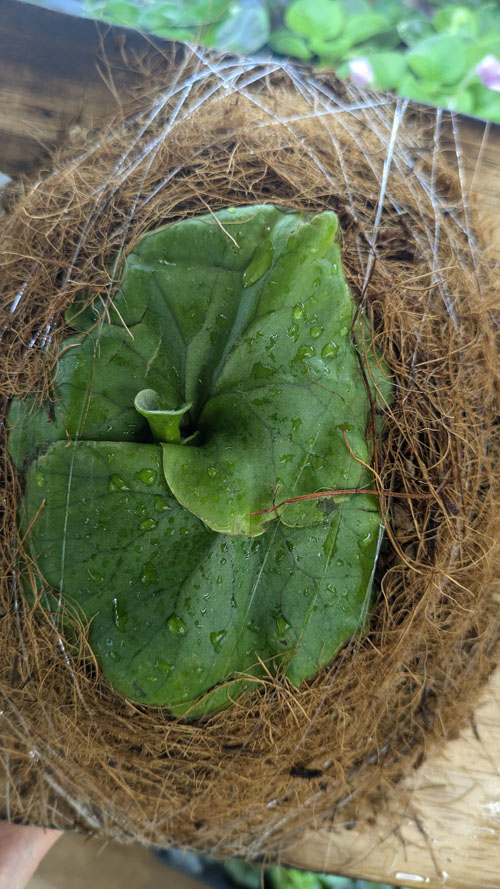 リドレイ 初挑戦 どっち向き？ | 植物あれこれ