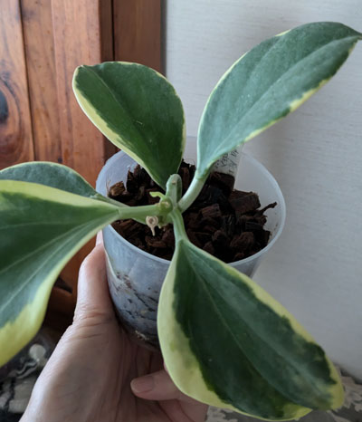 ホヤ パキクラダ 斑入り アルボ | 植物あれこれ
