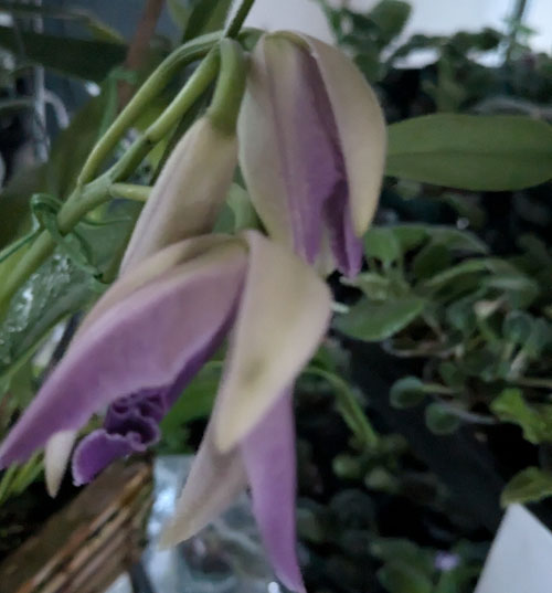 カトレア セルレア 夏咲きのラン | 植物あれこれ