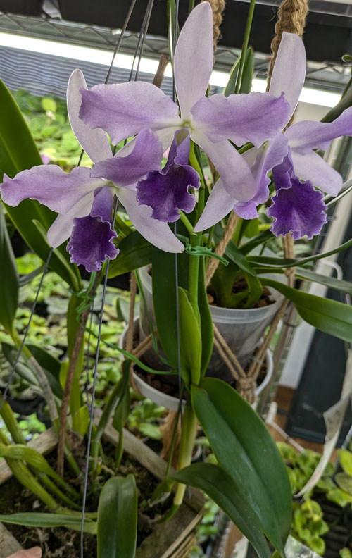 カトレア セルレア 夏咲きのラン | 植物あれこれ
