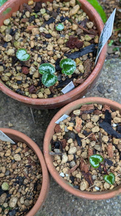 原種シクラメン 種からの子供 鉢上げした後 | 植物あれこれ