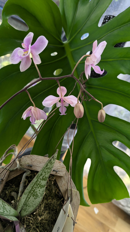ファレノプシス シレリアナ phal.schileriana(silver leaf) ×sib(＃1