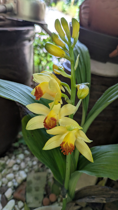 岩石蘭 ガンセキラン 原種 | 植物あれこれ