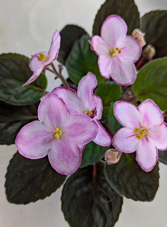 普通種 キメラ | 植物あれこれ