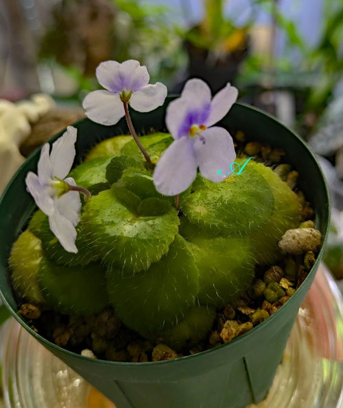 セントポーリア 原種 S・グロッティミュータント 開花株