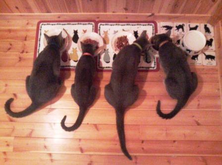 4cat