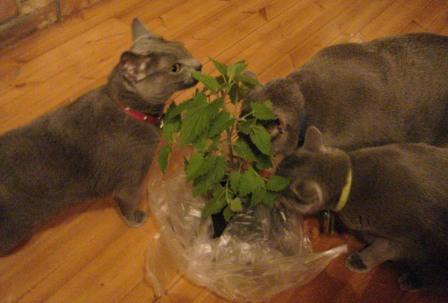 cat mint