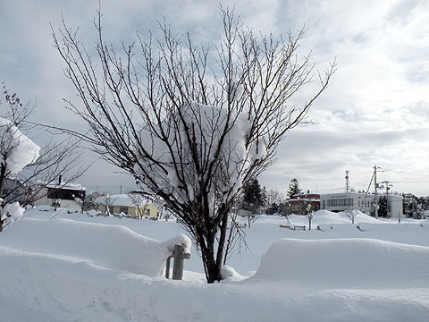 冬の樹 冬の木の上に白い雪。冬の針葉樹林。雪が降った後の木々や低木の