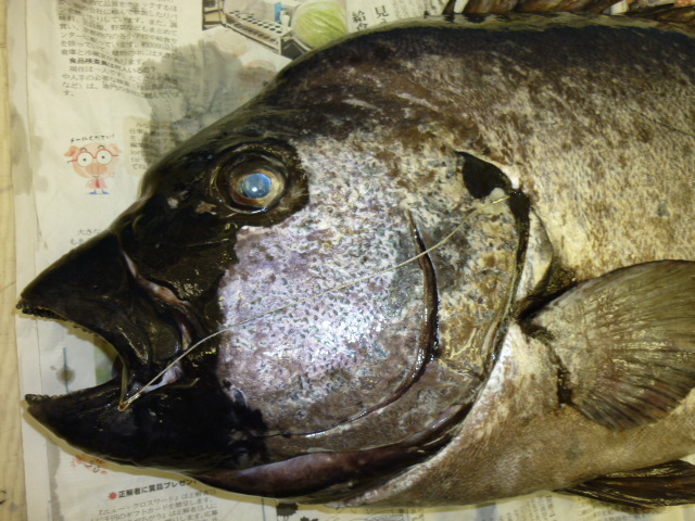 石鯛倶楽部　2007年1年分＋2008年1年分＋2009年1年分 計36冊 石鯛倶楽部 2007年1年分＋2008年1年分＋2009年1年