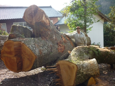 赤タブの木の希少な埋もれ木 赤タブの木の希少な埋もれ木 - メルカリ