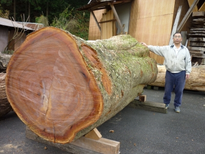 樹齢約500年 紅タブ巨木 入手 | 松村木材 Blog