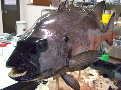 石鯛剥製 イシダイ 標本 魚体30㎝ 額60.5×51.5×5㎝ 額装 栄螺 石鯛剥製 イシダイ 標本 魚体30㎝ 額60.5×51.5×5㎝ 額装 栄螺