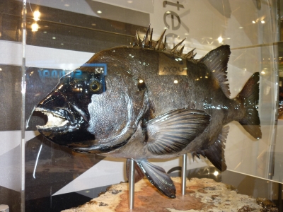 フィッシングショーOSAKA 2011 | 松村木材 Blog