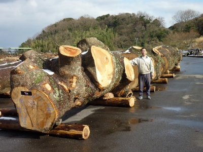 国内最大級 島根県産黒松の肥松 最上部大生節材 | 松村木材 Blog