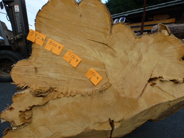 希少銘木 奥出雲産 本榧（かや）原木 買付け | 松村木材 Blog