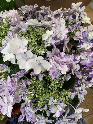 母の日 花鉢 アジサイ 和（なごみ） イズミチオリ 満天星 | blog