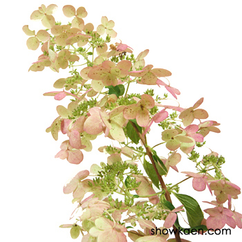 推しのアジサイ「星あつめ」入荷しました。 | 大森の花屋 大花園