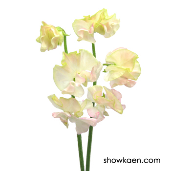 スイートピー （夢二） | FLOWER NOTE 