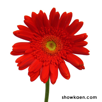 ガーベラ （レッドエクスプロージョン） | FLOWER NOTE