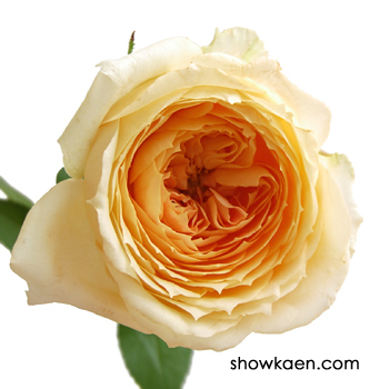 キャラメルアンティーク 8_000000011520.jpg?1678209903