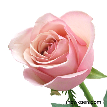 素敵な花輪(薔薇 アザミ シャムロックの葉 蓮の花)100年以上前の2アンナ銀貨 GKZ植物事典・リンゴアザミ