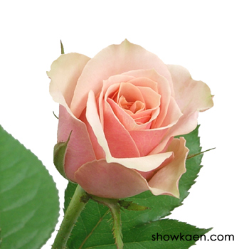 ばらエレガント6 ばらエレガント6 Ultimate Elegance™ Long Stem Pink Roses