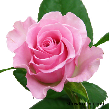 バラ （ピンクタンゴ） | FLOWER NOTE