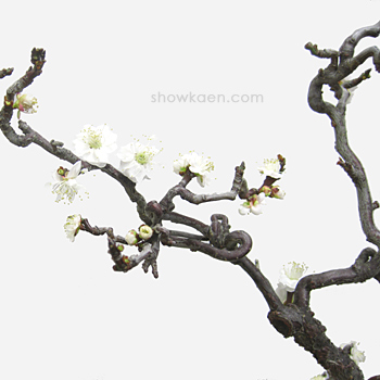雲龍梅 | FLOWER NOTE 雲龍梅 | FLOWER NOTE