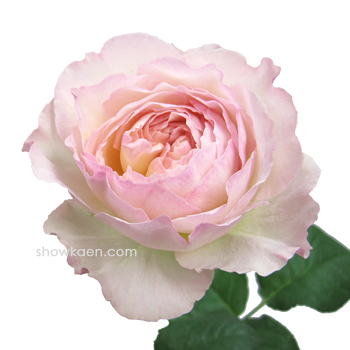 2012年02月08日の記事 | FLOWER NOTE