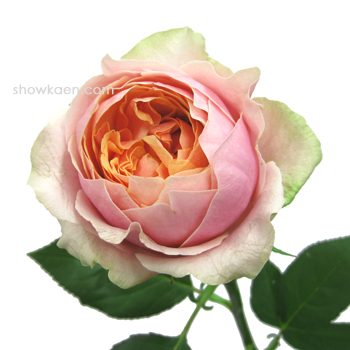 2012年06月21日の記事 | FLOWER NOTE