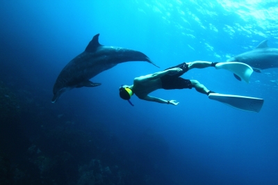 Fukuda & Dolphin