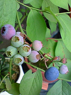 07blueberry01.jpg