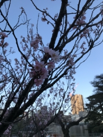 トウカイザクラ、夕刻の新宿御苑☆24-3-21