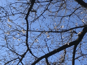 桜開花、駒沢公園☆24-3-27