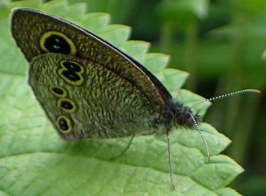 ヒメウラナミジャノメ4 | 萌萌虫雑記帳