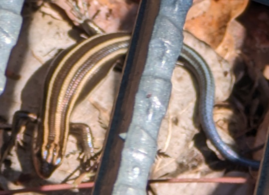 潜入探偵トカゲ　第8話　台本 hq720.jpg?sqp=-