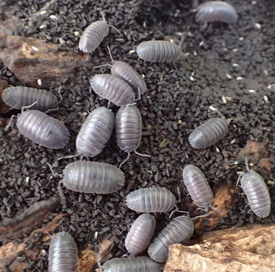 クロアチアハナダカダンゴムシ5 | 萌萌虫雑記帳