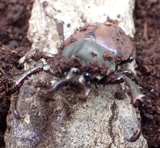マルガリータヒナカブト3 | 萌萌虫雑記帳