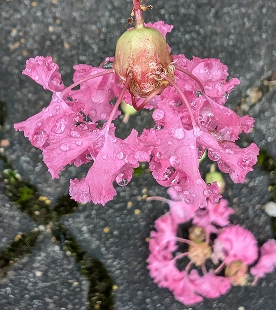 サルスベリ3 | 萌萌虫雑記帳