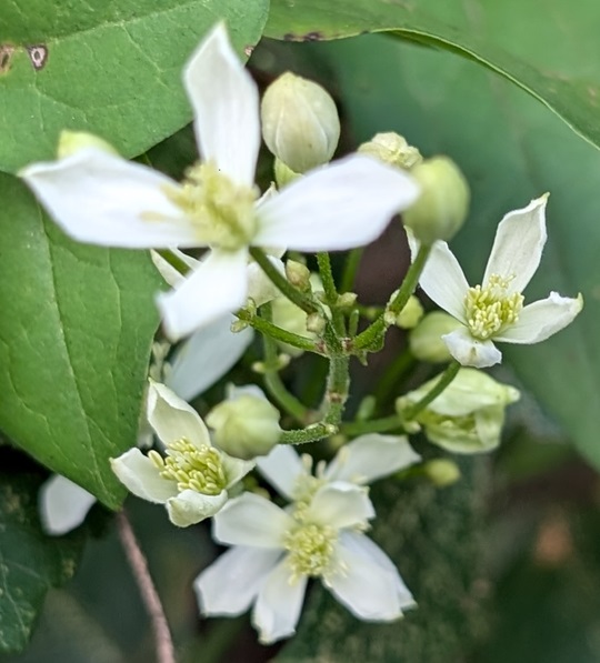 センニンソウ3 | 萌萌虫雑記帳