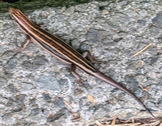 ニホントカゲ9 | 萌萌虫雑記帳