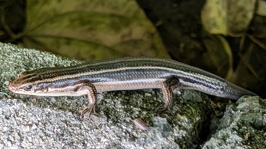 ニホントカゲ9 | 萌萌虫雑記帳