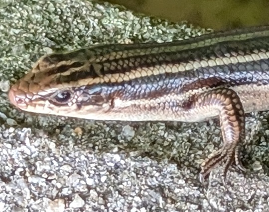 ニホントカゲ9 | 萌萌虫雑記帳