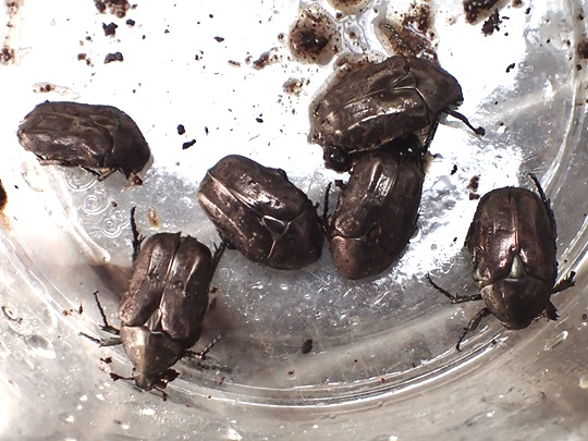 珍品　ホーシャハナムグリ　昆虫　標本　　虫 昆虫標本🪲 世界のハナムグリ、カナブン、コガネムシ。好きな