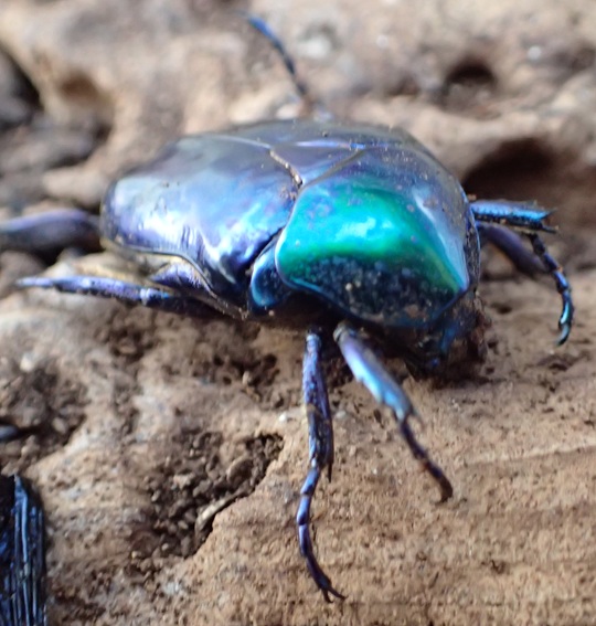 スペキオーサツヤハナムグリ スペキオーサ・ジュッセリーニ（スペキオーサツヤハナムグリ