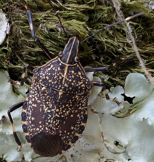 マダガスカル産 カメムシ 13mm マダガスカル産 カメムシ 13mm