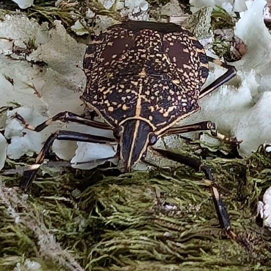 キマダラカメムシ13 | 萌萌虫雑記帳