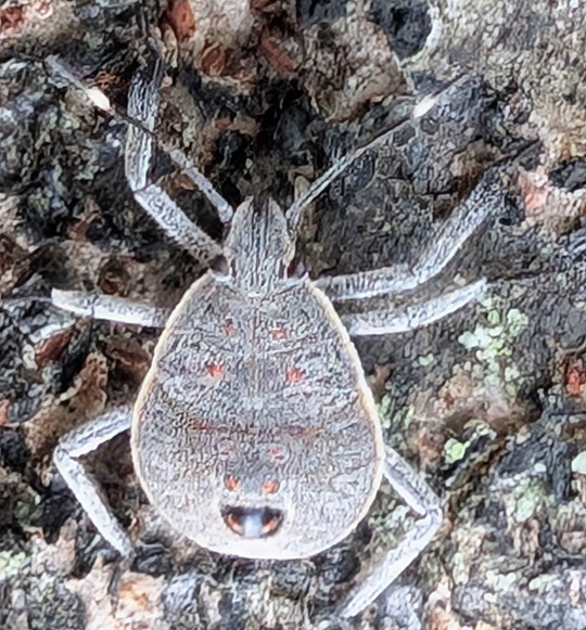 キマダラカメムシ13 | 萌萌虫雑記帳